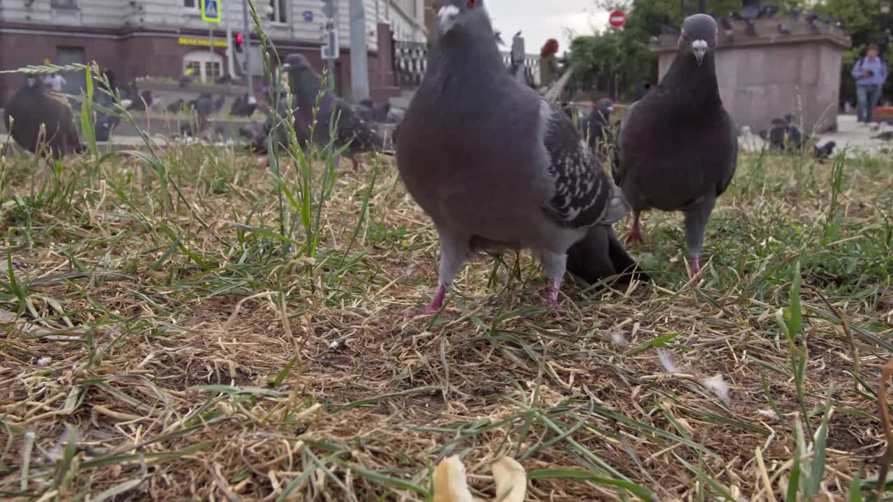 近距离拍摄的一群鸽子在城市街道上争夺食物视频素材