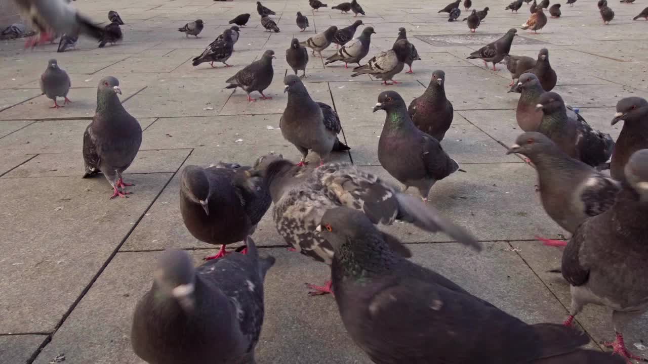 近距离拍摄的一群鸽子在城市街道上争夺食物视频素材