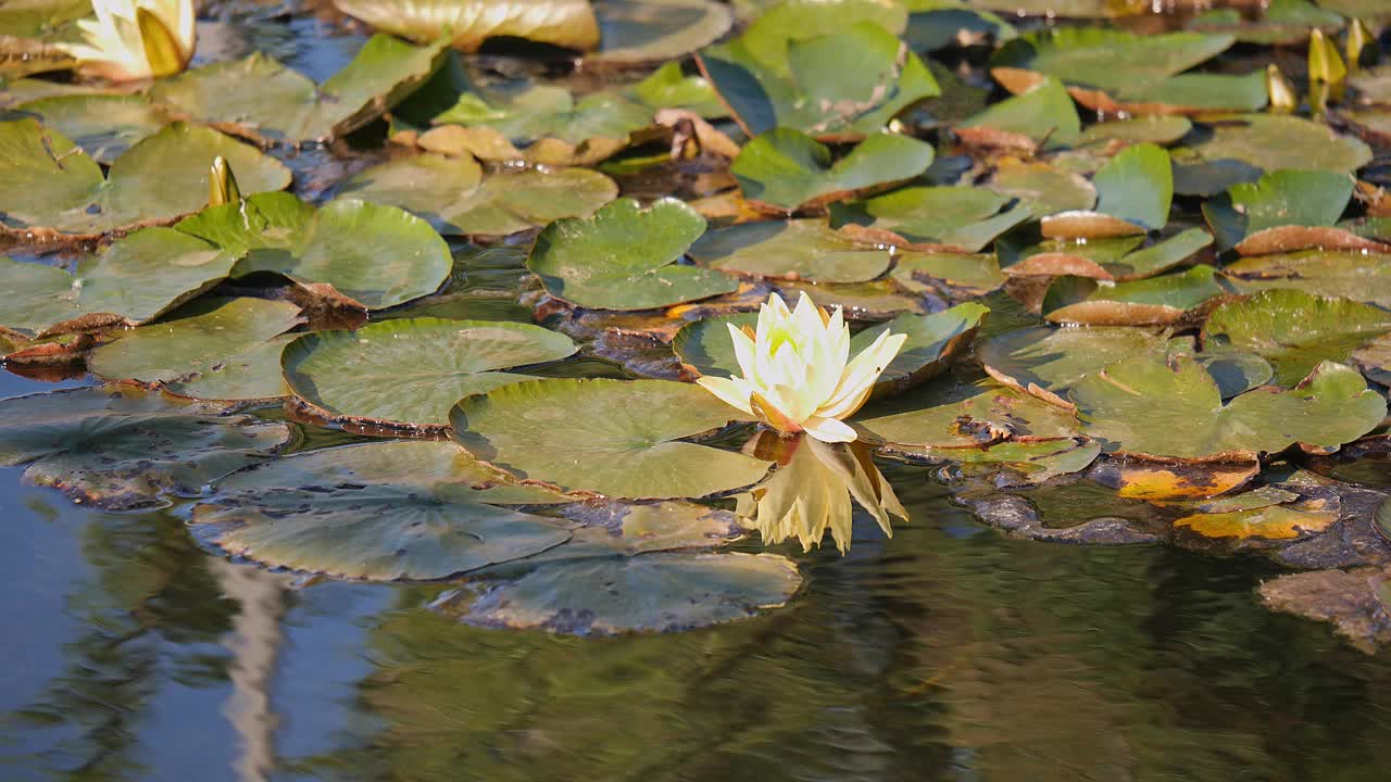 荷花映叶河视频素材