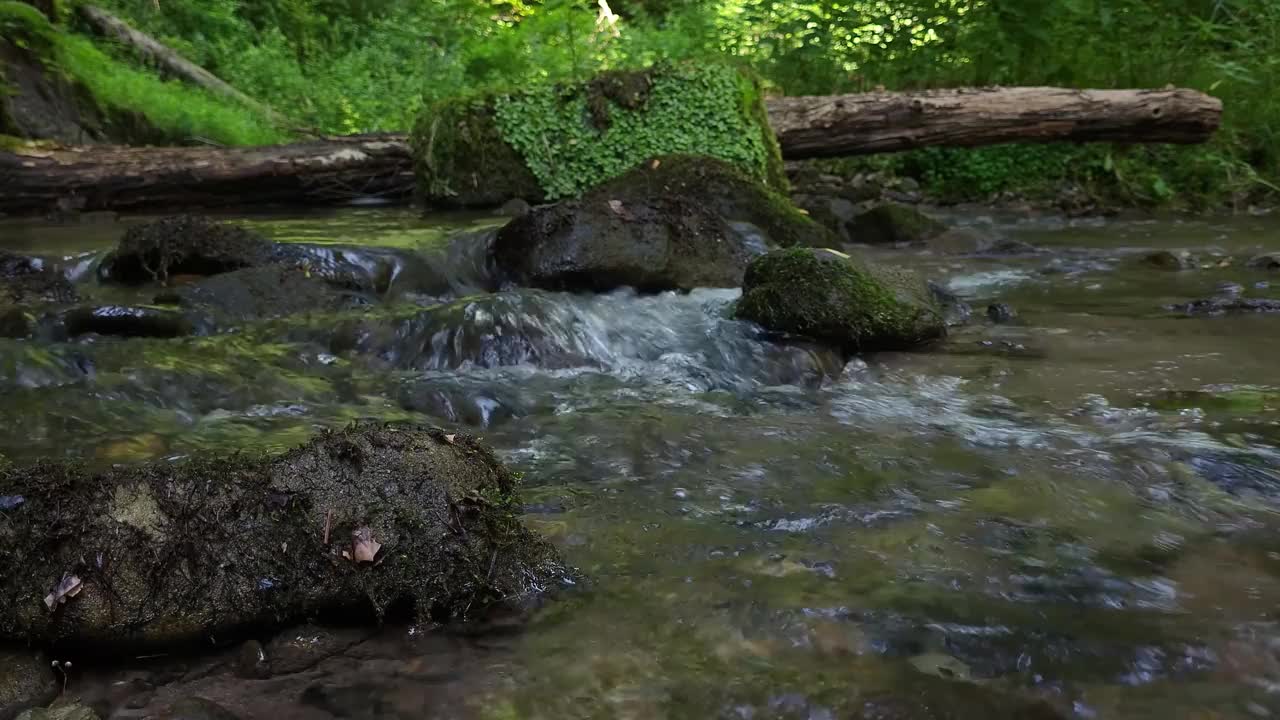 森林里的流水视频素材