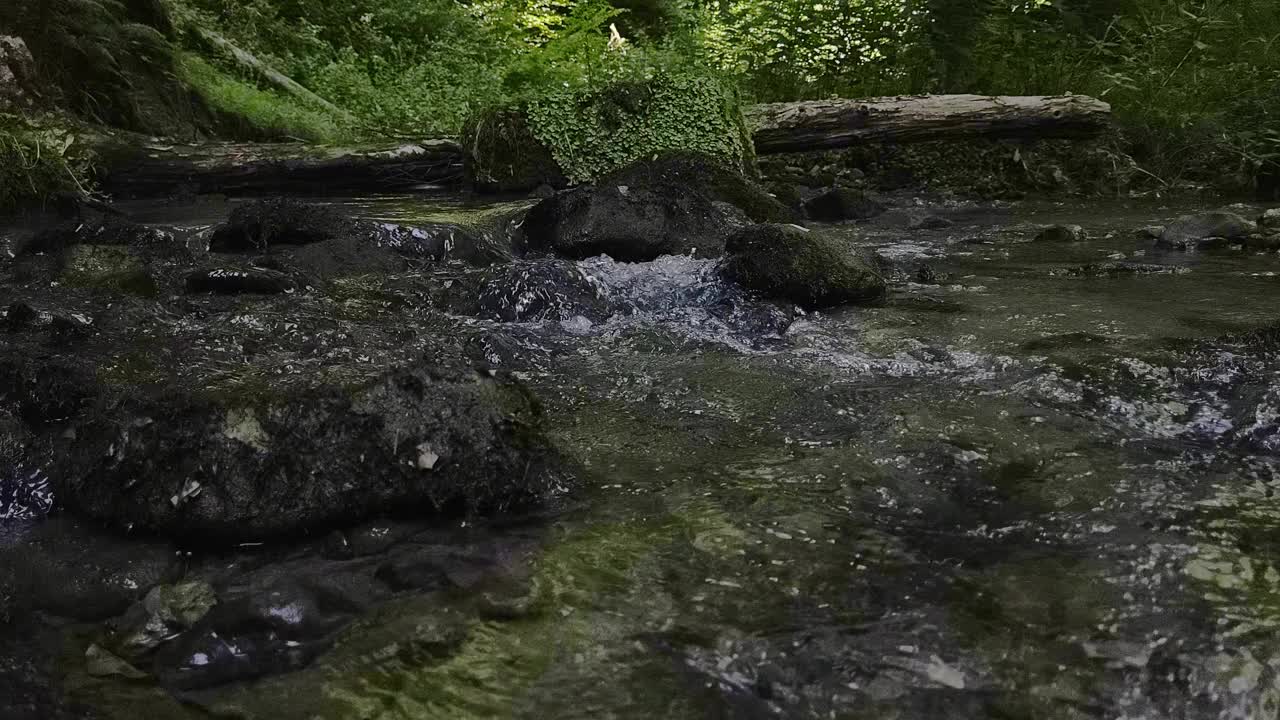 森林里的流水视频素材