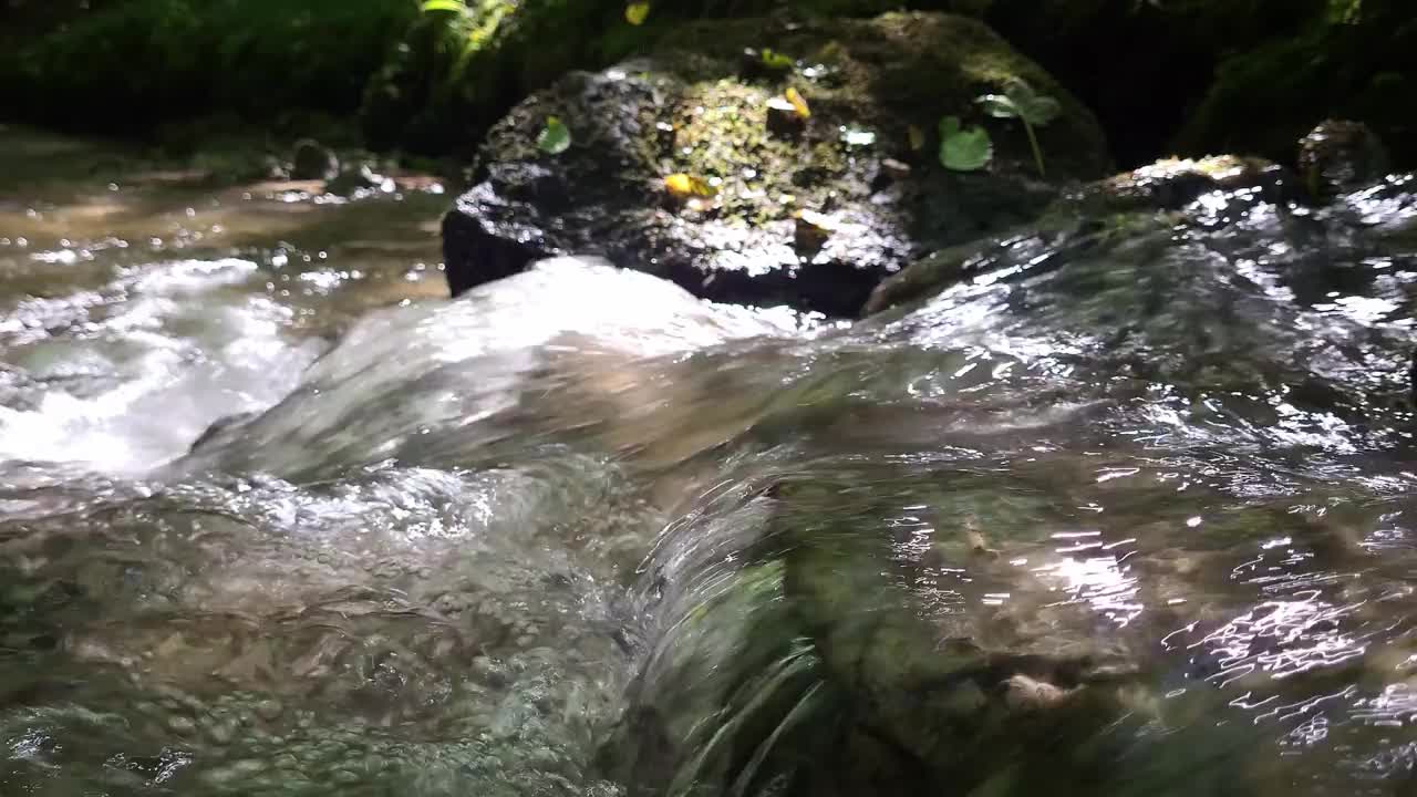 森林里的流水视频素材