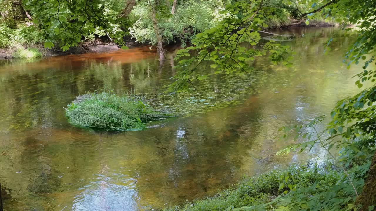 河流和森林。树木的自然景观。摄像机倾斜视频4k。视频素材