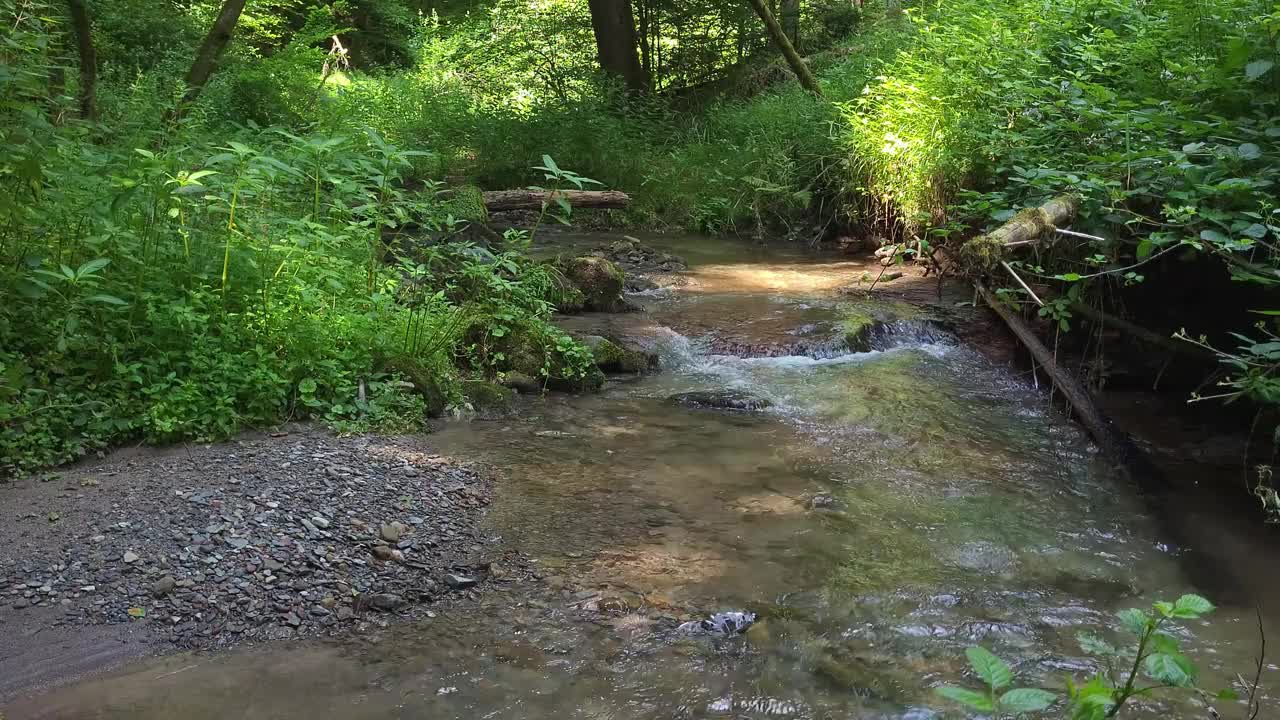 森林里的流水视频素材