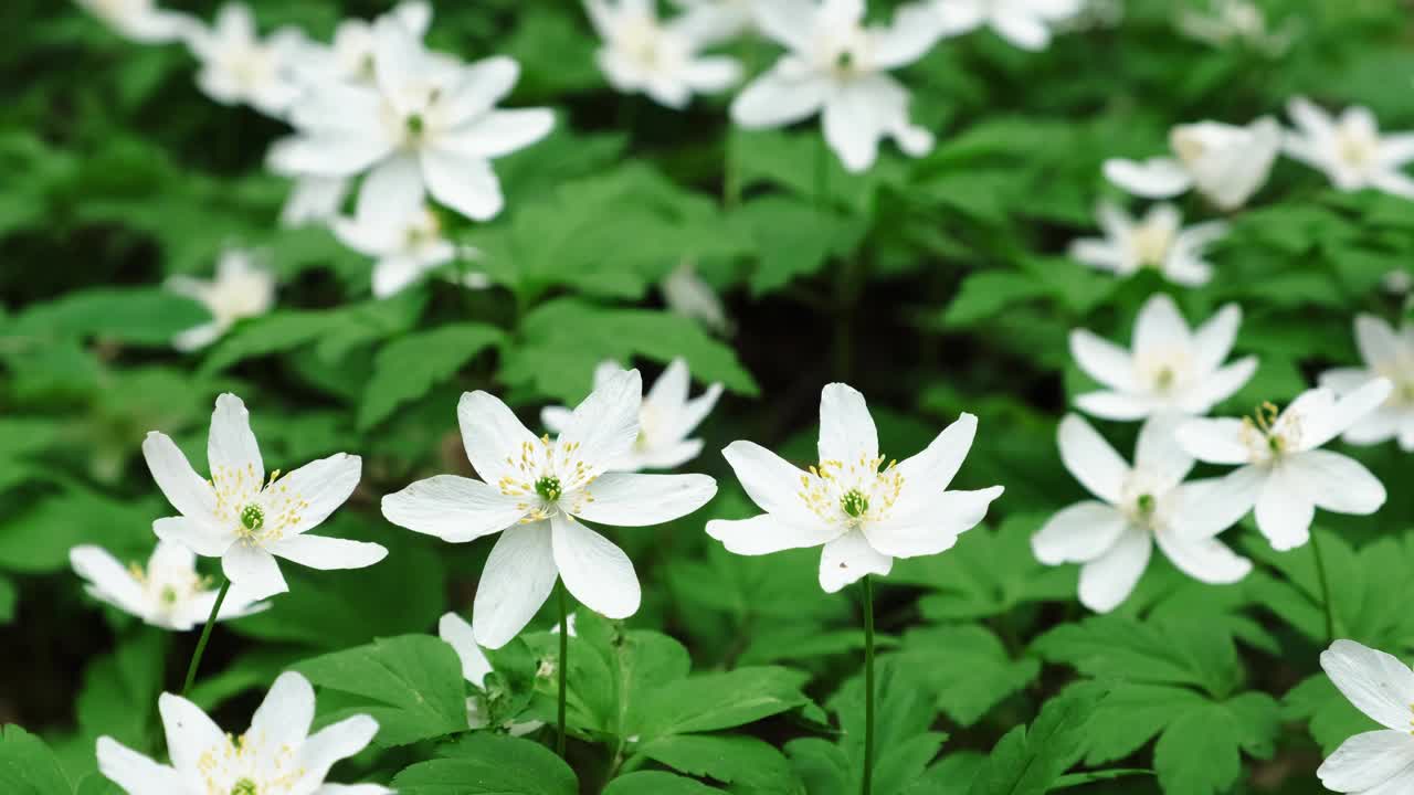 春天在森林里开出银莲花。银莲花。视频4 k视频素材