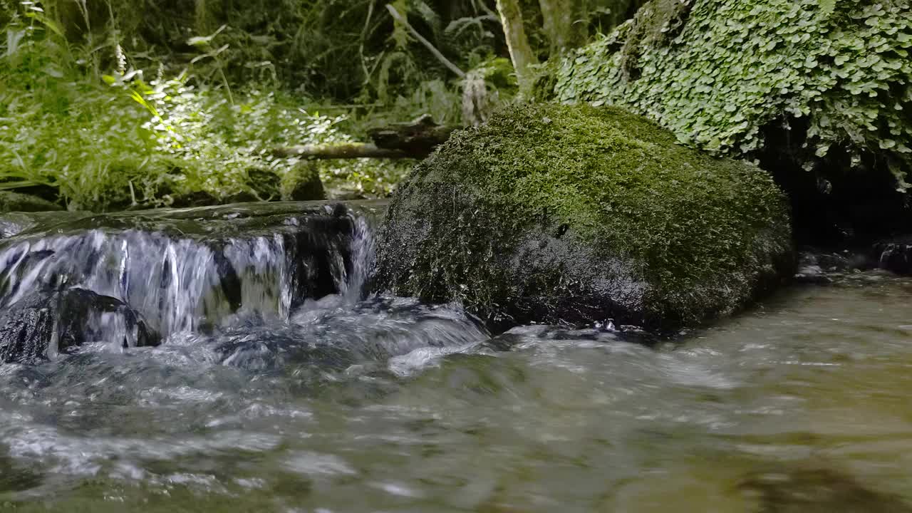 森林里的流水视频素材