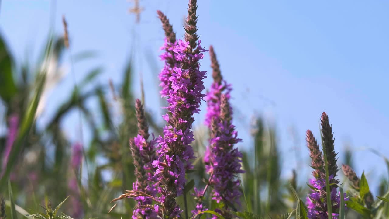 紫色丝瓜-千屈菜药材在夏季特写4K超高清视频视频素材