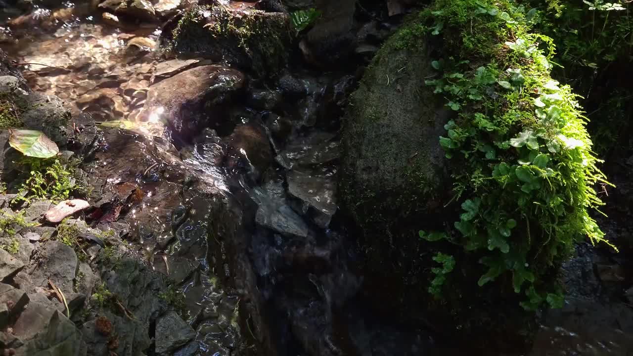 森林里的流水视频素材