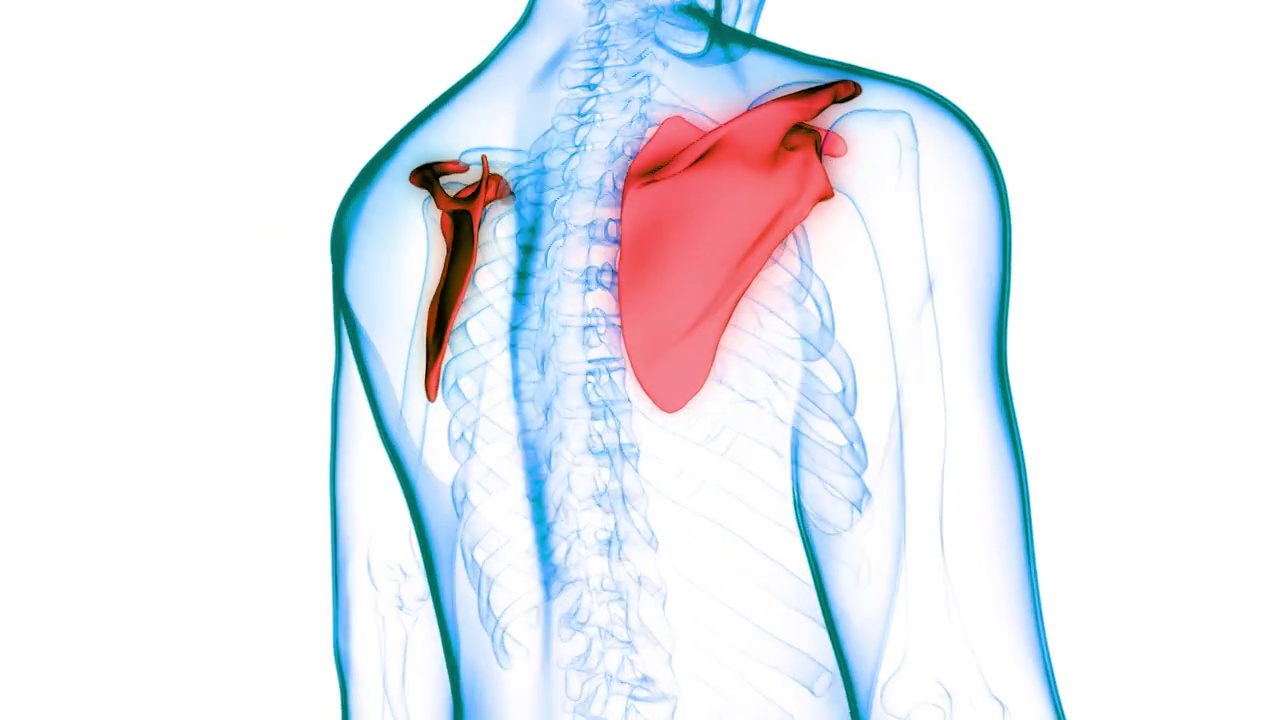 人体骨骼系统肩胛骨关节解剖动画概念视频素材