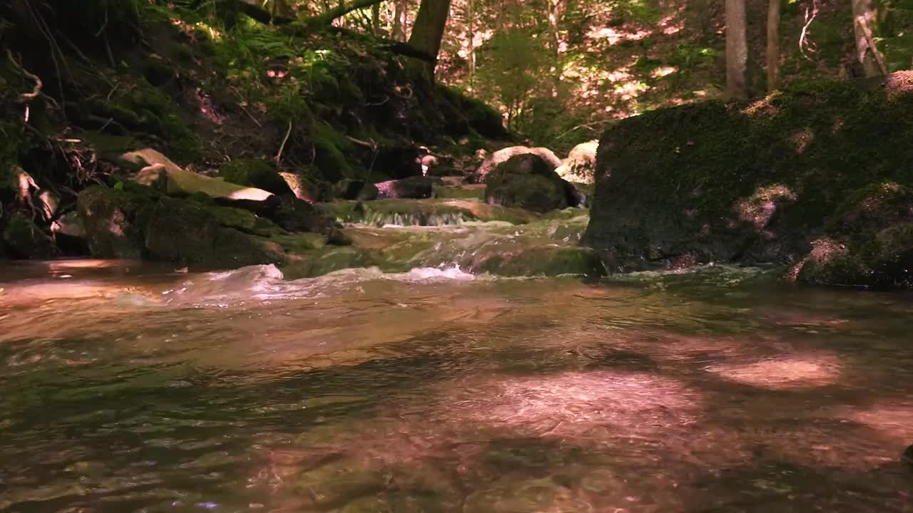 森林里的流水视频素材