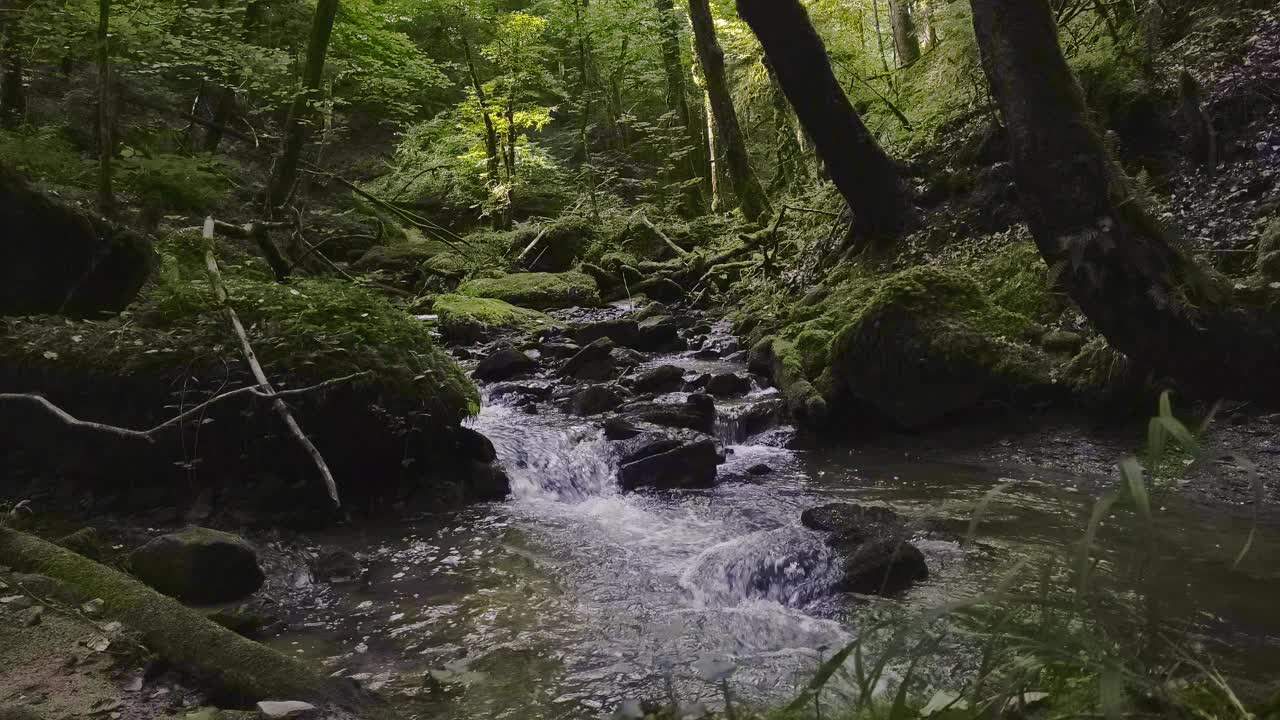 森林里的流水视频素材