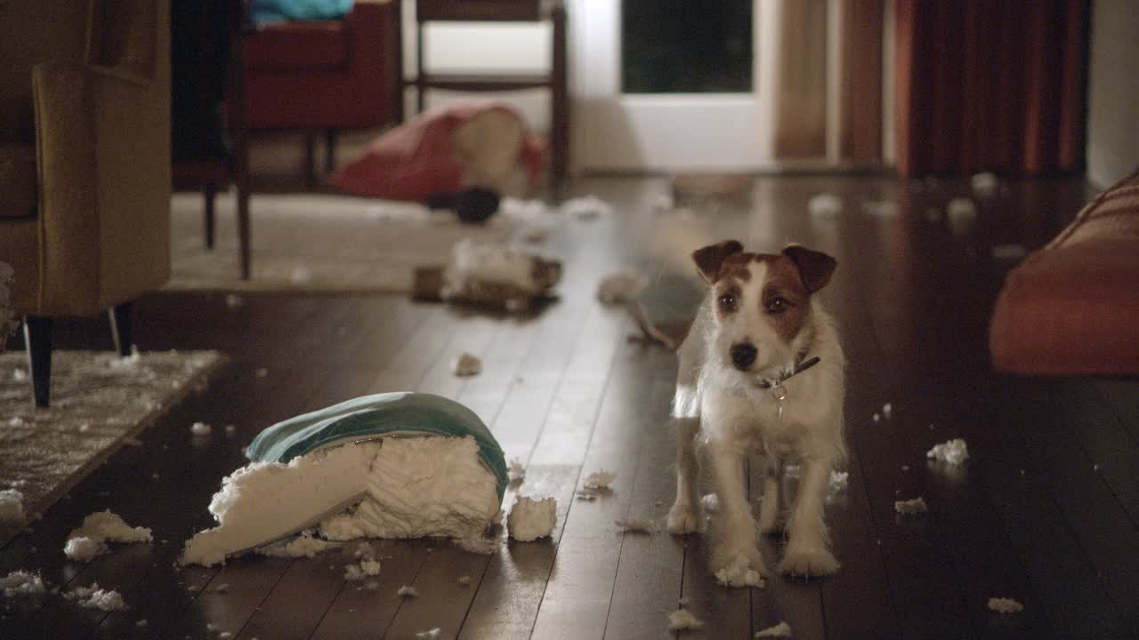 小猎犬站在客厅中，靠近被破坏的枕头或靠垫。狗摇尾巴。视频素材