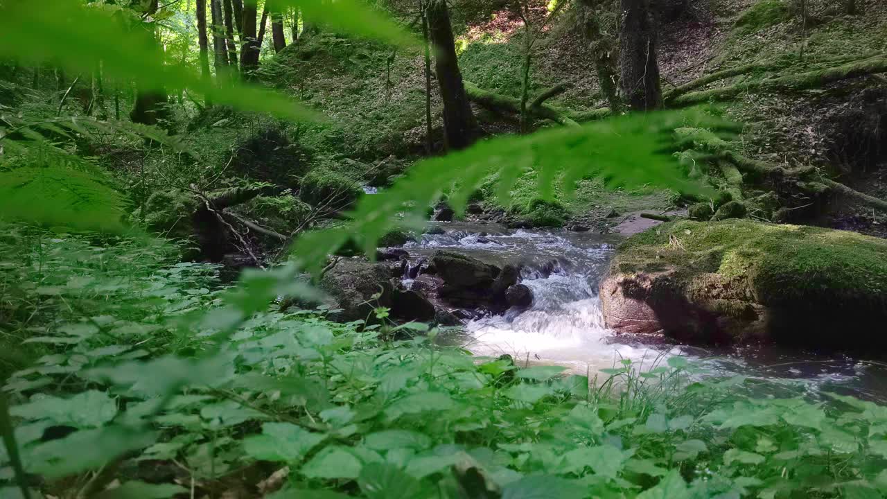 森林里的流水视频素材