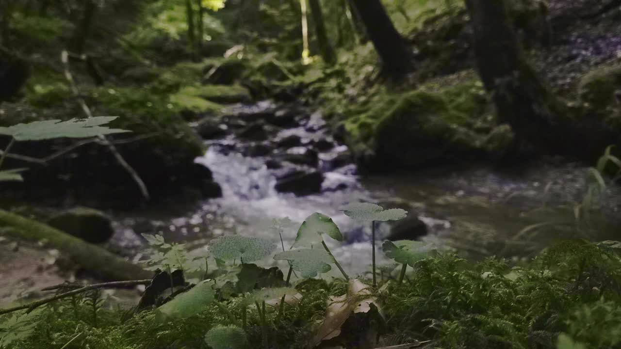 森林里的流水视频素材