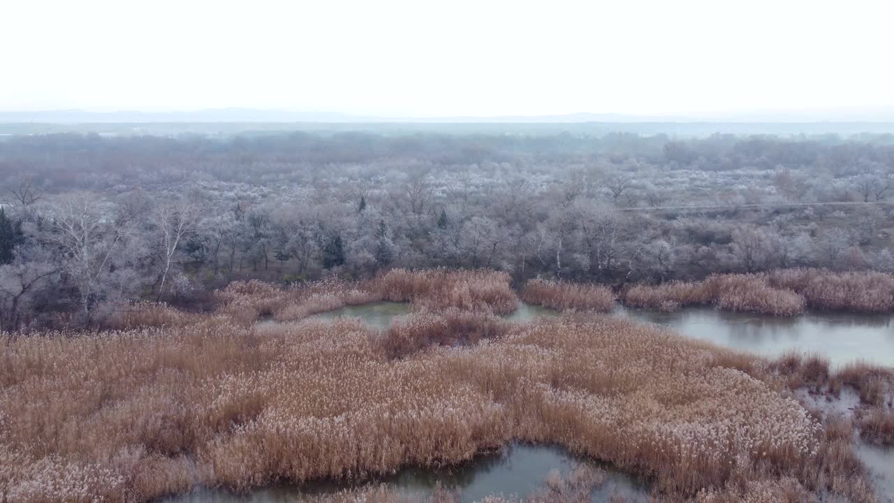 冰封森林旁的湖泊视频素材