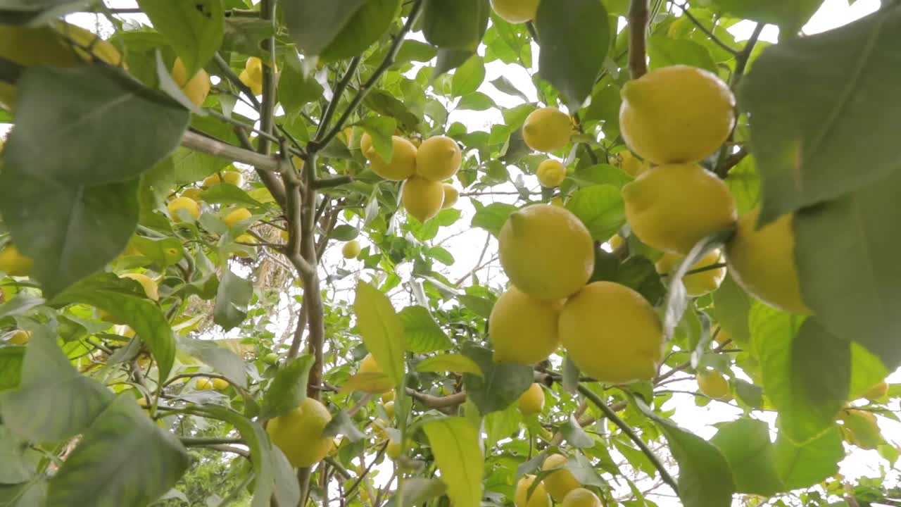 柠檬树的细节与成熟的柠檬准备收获和消费。视频素材