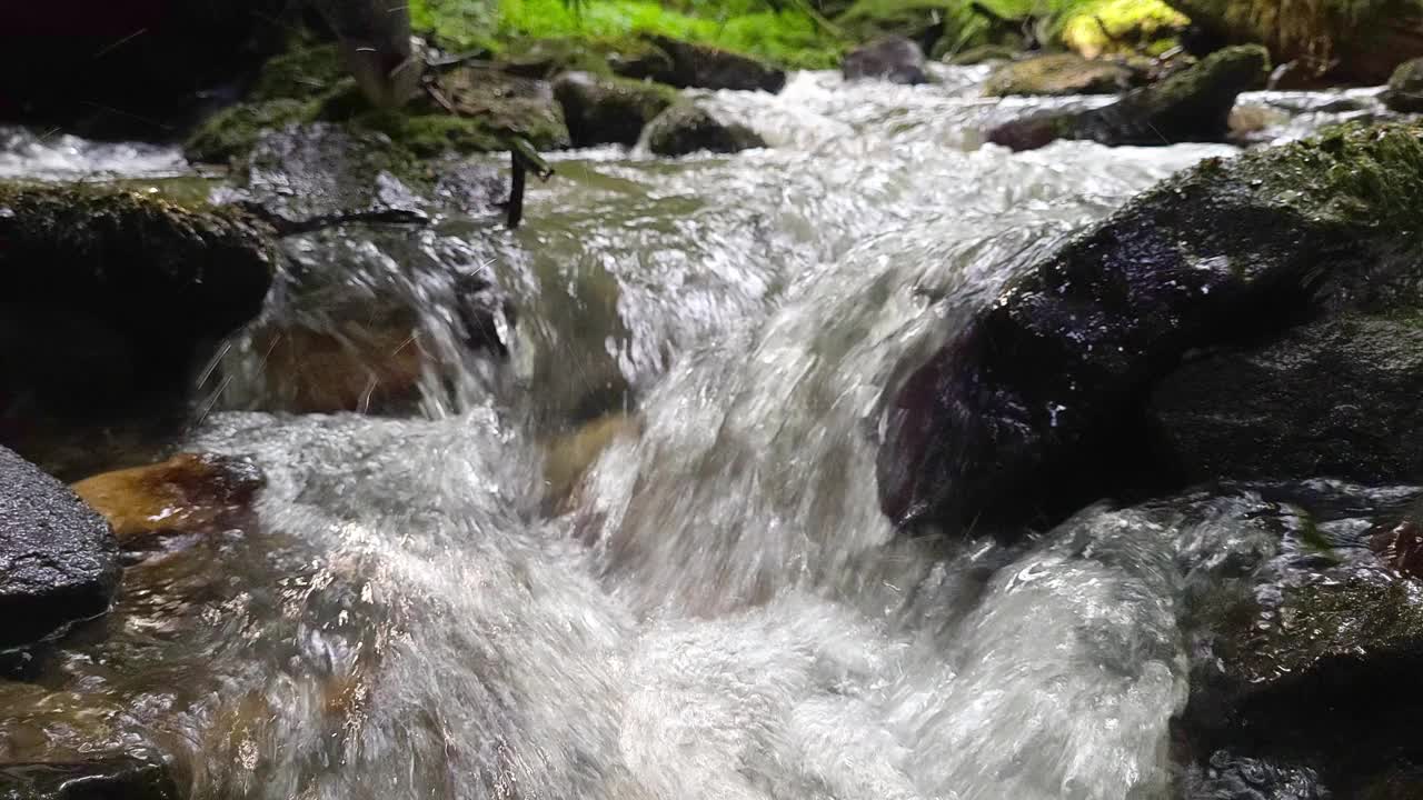 森林里的流水视频素材