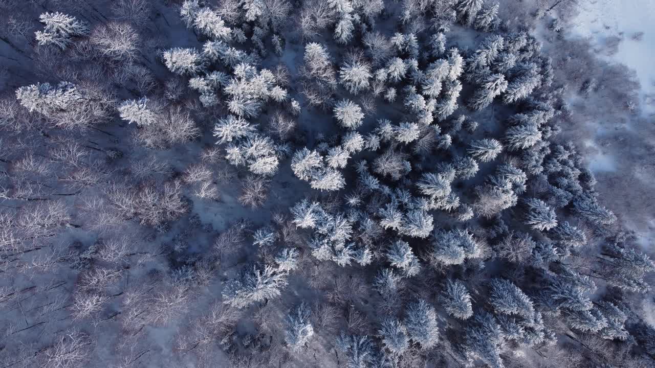 雪域混交林天线视频素材