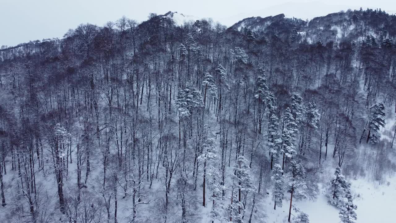 雪域冬季森林天线视频素材