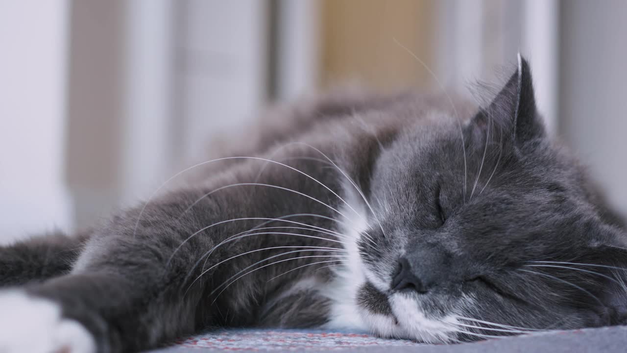 可爱的女主人轻抚着熟睡的灰猫的头。另一只猫嫉妒地靠近。家猫的生活视频素材