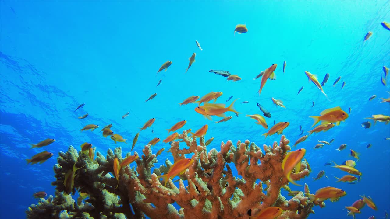 海洋生物的海底视频素材