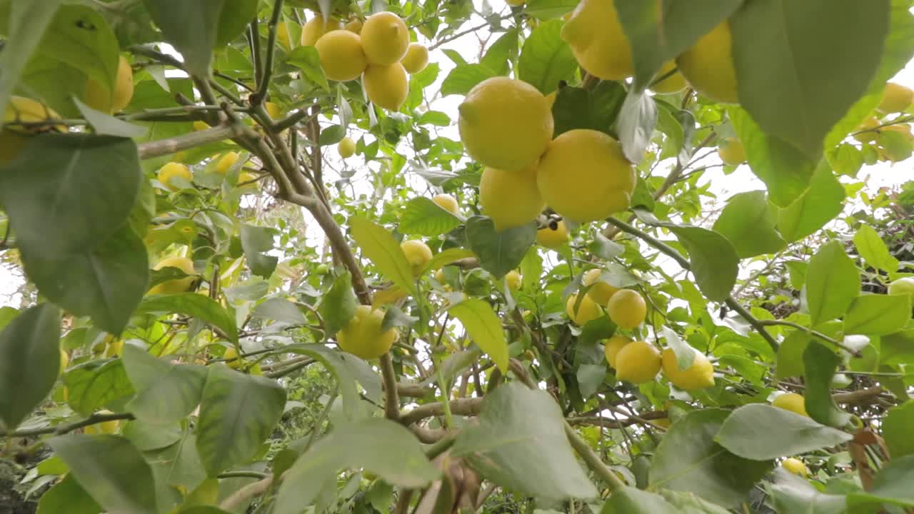 柠檬树的细节与成熟的柠檬准备收获和消费。视频素材