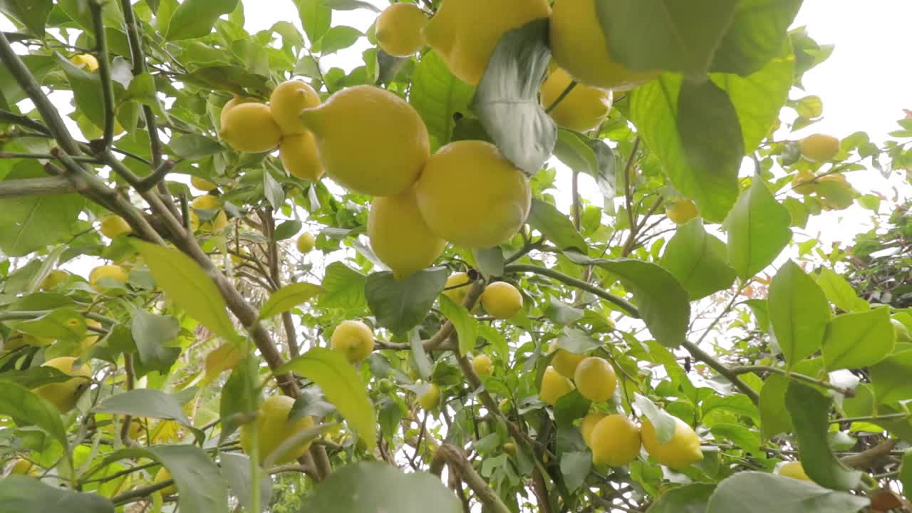 柠檬树的细节与成熟的柠檬准备收获和消费。视频素材