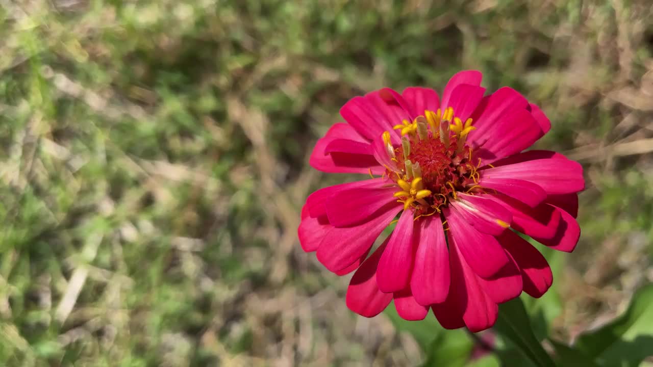 在夏日阳光明媚的日子里，花园里盛开着红色的罂粟花视频素材