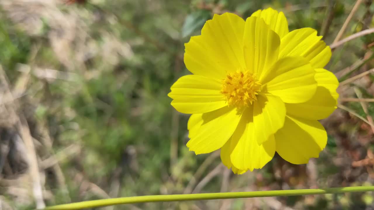 在夏天阳光明媚的日子里，花园里开着黄色的花视频素材