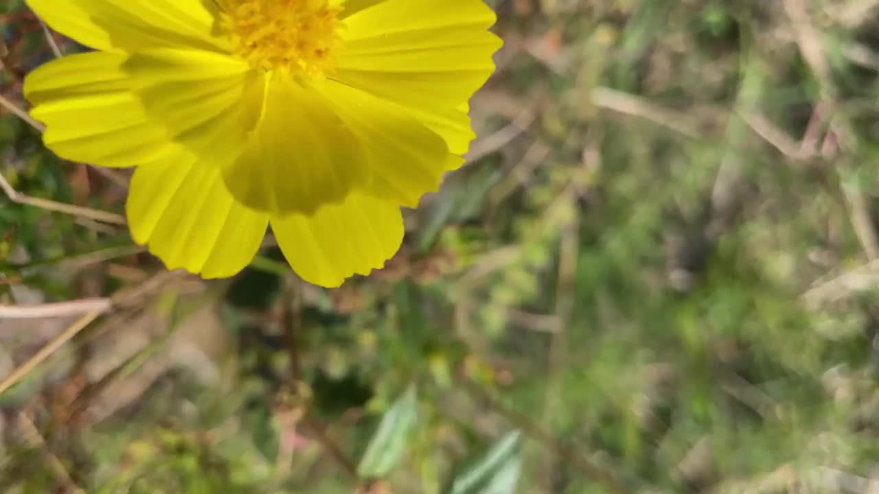 在夏天阳光明媚的日子里，花园里开着黄色的花视频素材