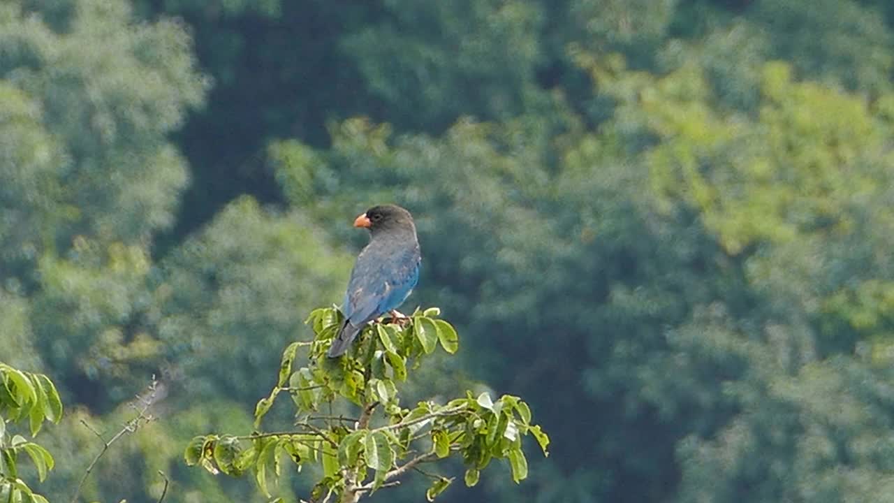 栖息在热带雨林树梢的东方广口鸟。视频下载
