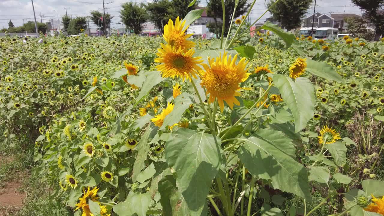 东京武藏村山市盛开着许多向日葵。视频素材