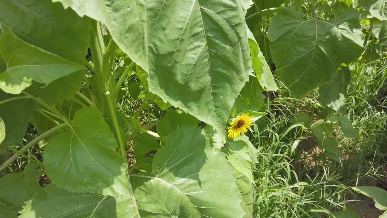 东京武藏村山市盛开着许多向日葵。视频素材