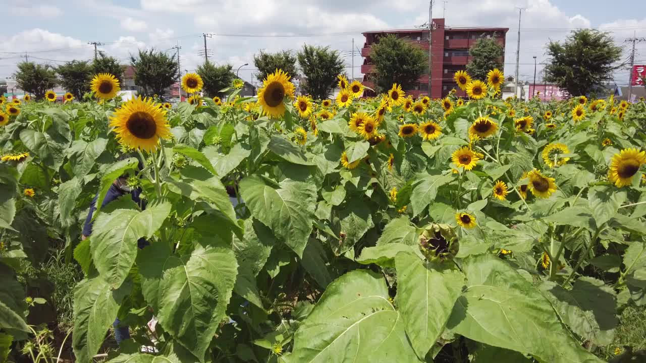 东京武藏村山市盛开着许多向日葵。视频素材