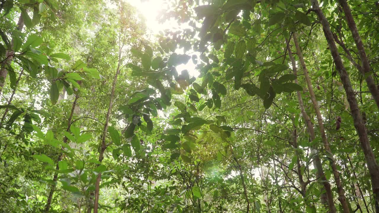 在热带雨林中仰望阳光照耀下的绿叶。从下往上看，温暖的阳光照亮了森林中浓密的树叶。夏日丛林的宁静视频素材