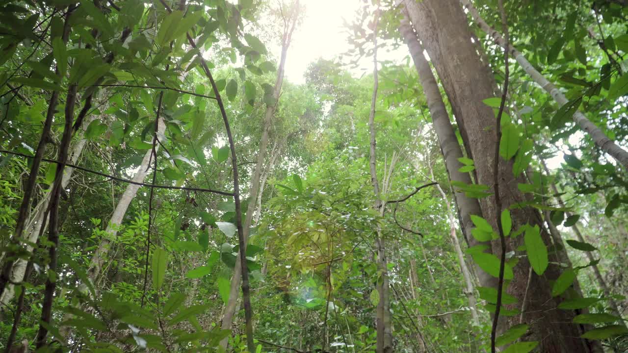 在热带雨林中仰望阳光照耀下的绿叶。从下往上看，温暖的阳光照亮了森林中浓密的树叶。夏日丛林的宁静视频素材