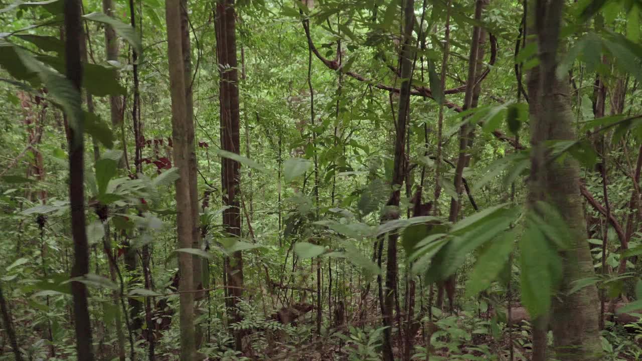 徒步经过森林山树木环绕在茂密的树叶和树干。在热带雨林中行走的观点。滑翔拍摄丛林的树木和落叶。yogyakarta Lambak马来西亚视频素材