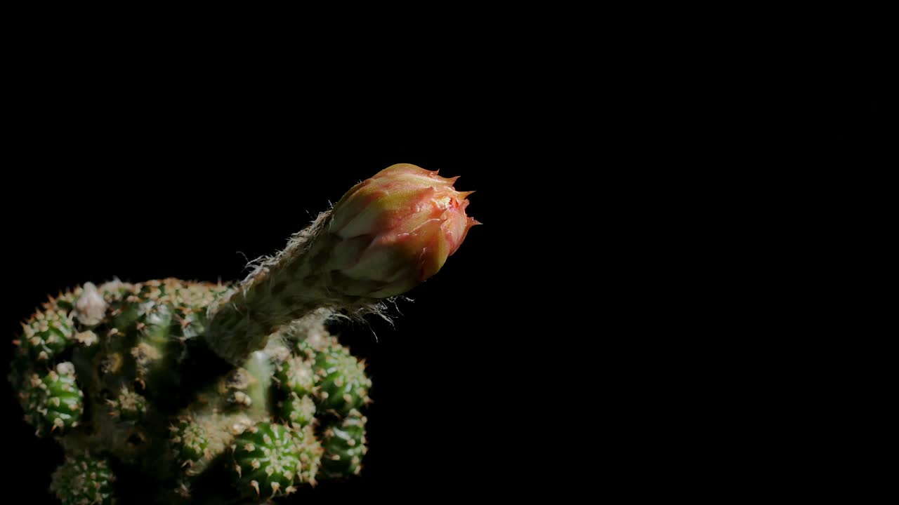 仙人掌花开花，小仙人掌在一个花盆背面的背景视频素材