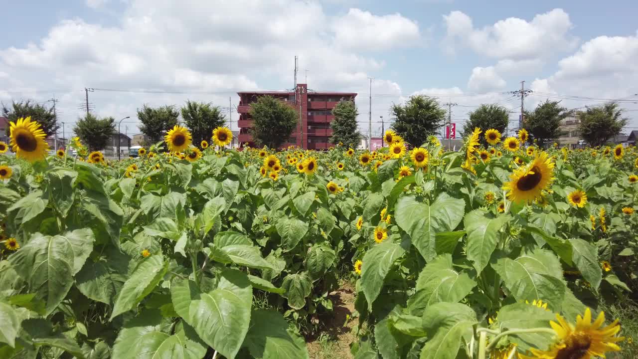 东京武藏村山市盛开着许多向日葵。视频素材