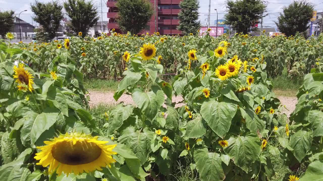 东京武藏村山市盛开着许多向日葵。视频素材