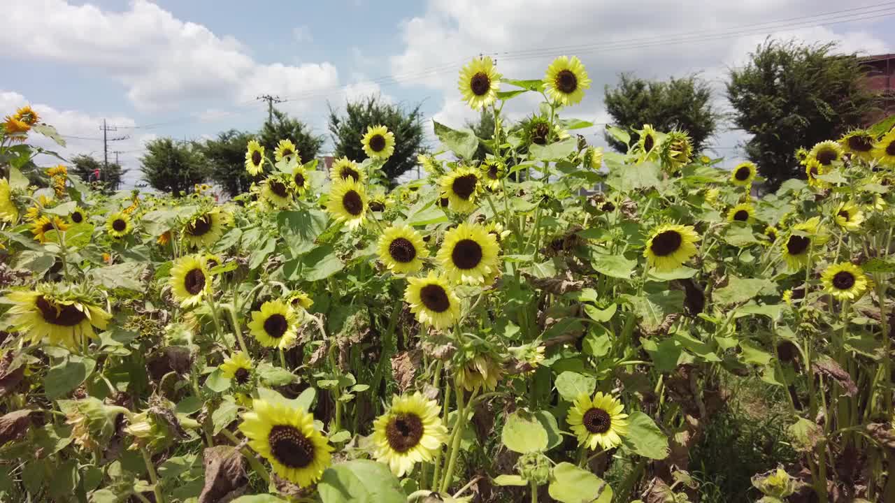 东京武藏村山市盛开着许多向日葵。视频素材