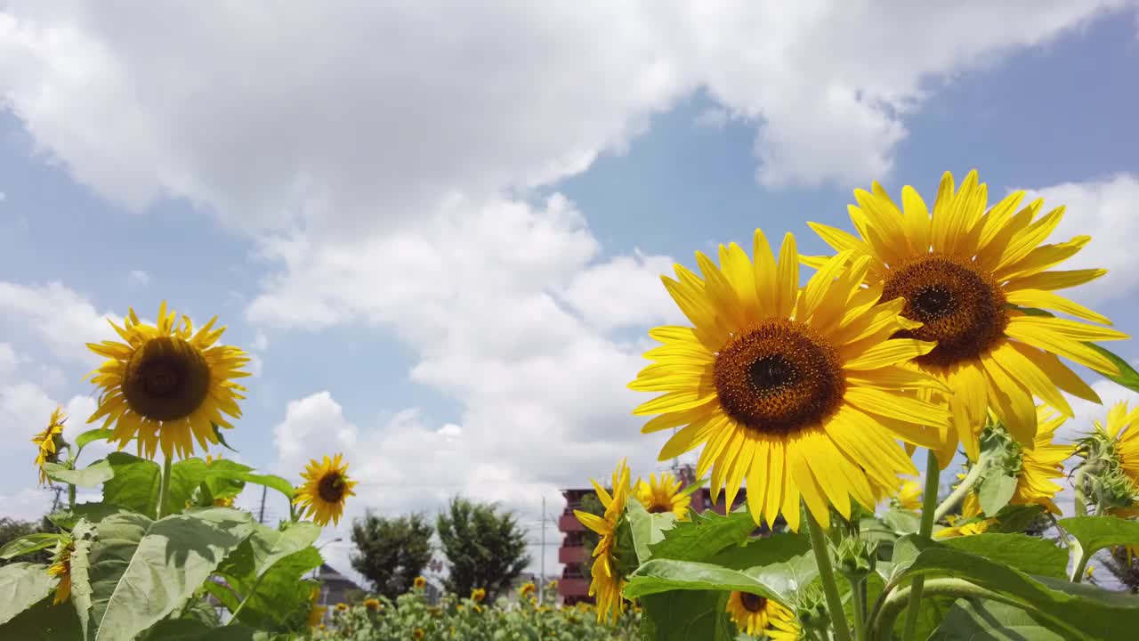 东京武藏村山市盛开着许多向日葵。视频素材