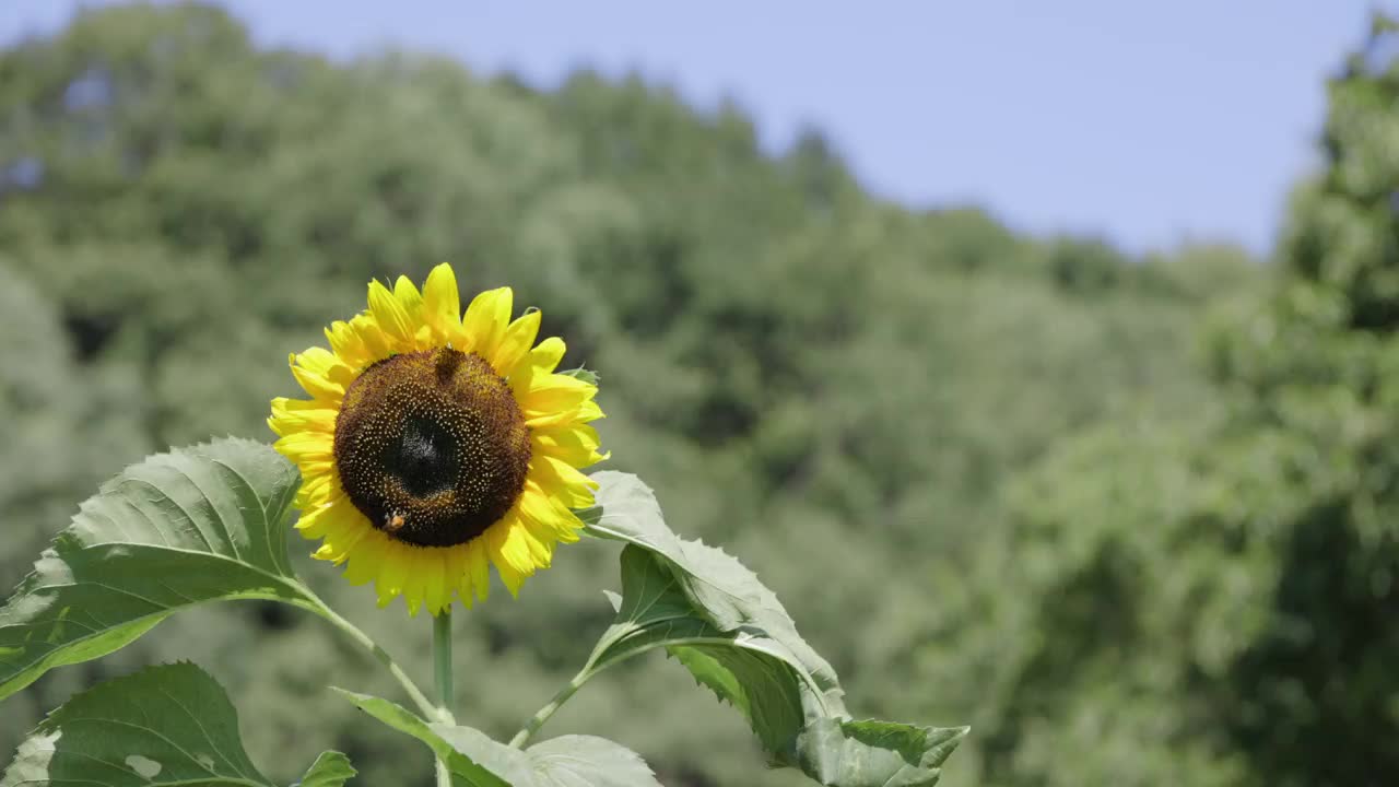 向日葵在风中摇曳，绿树成荫视频素材