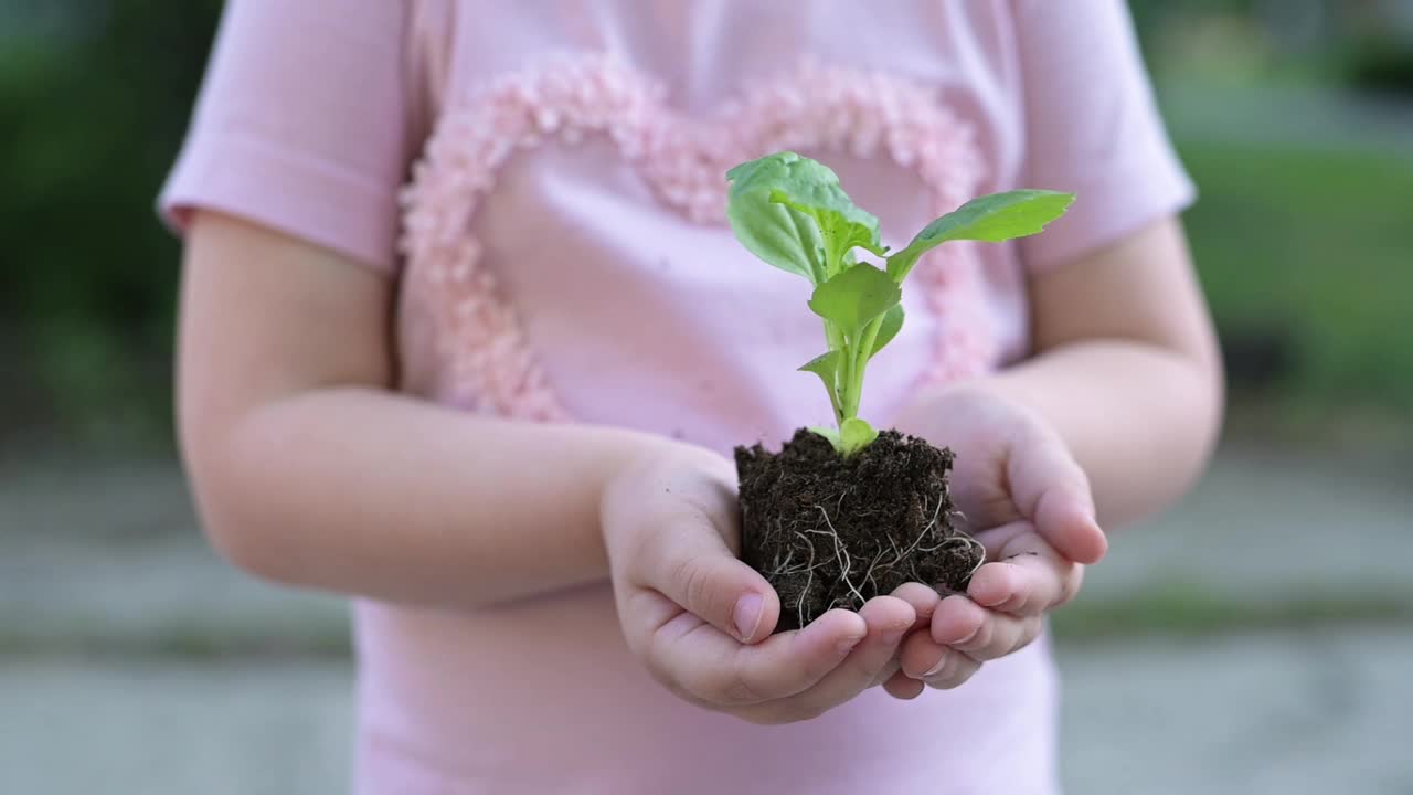 一株植物的幼芽与孩子手中的一块土壤视频素材