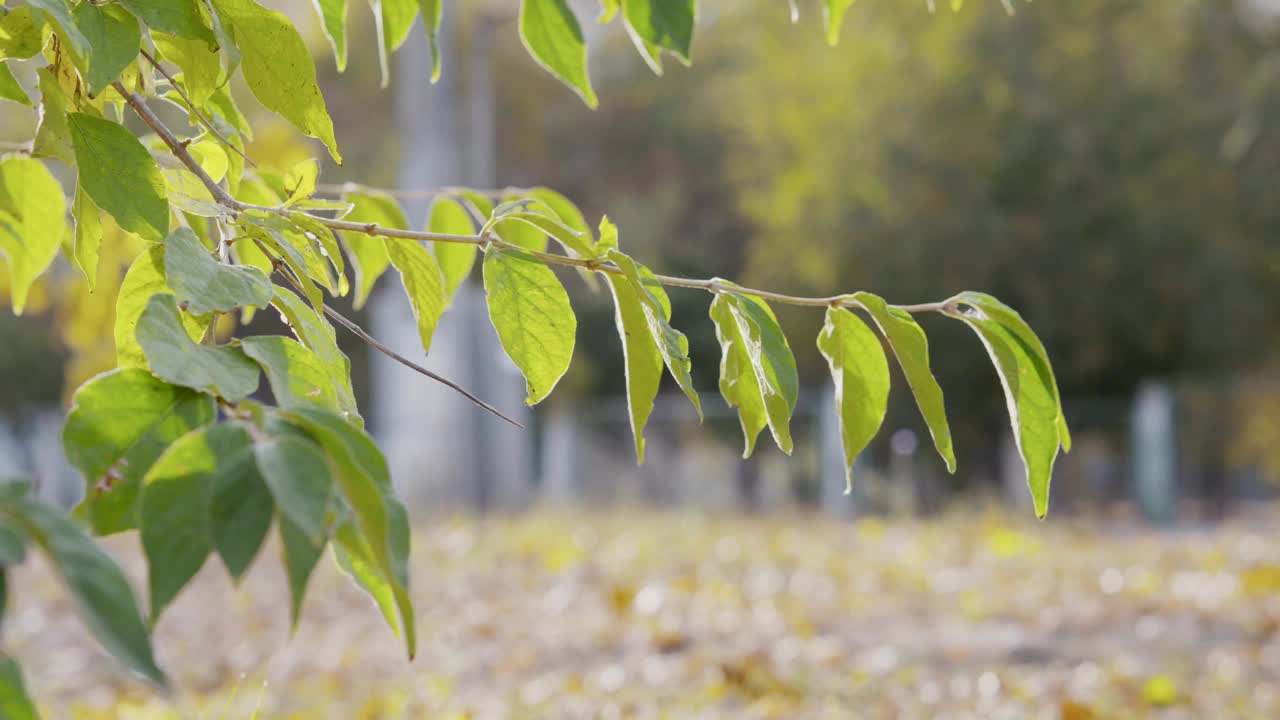 秋天美丽的公园。视频素材