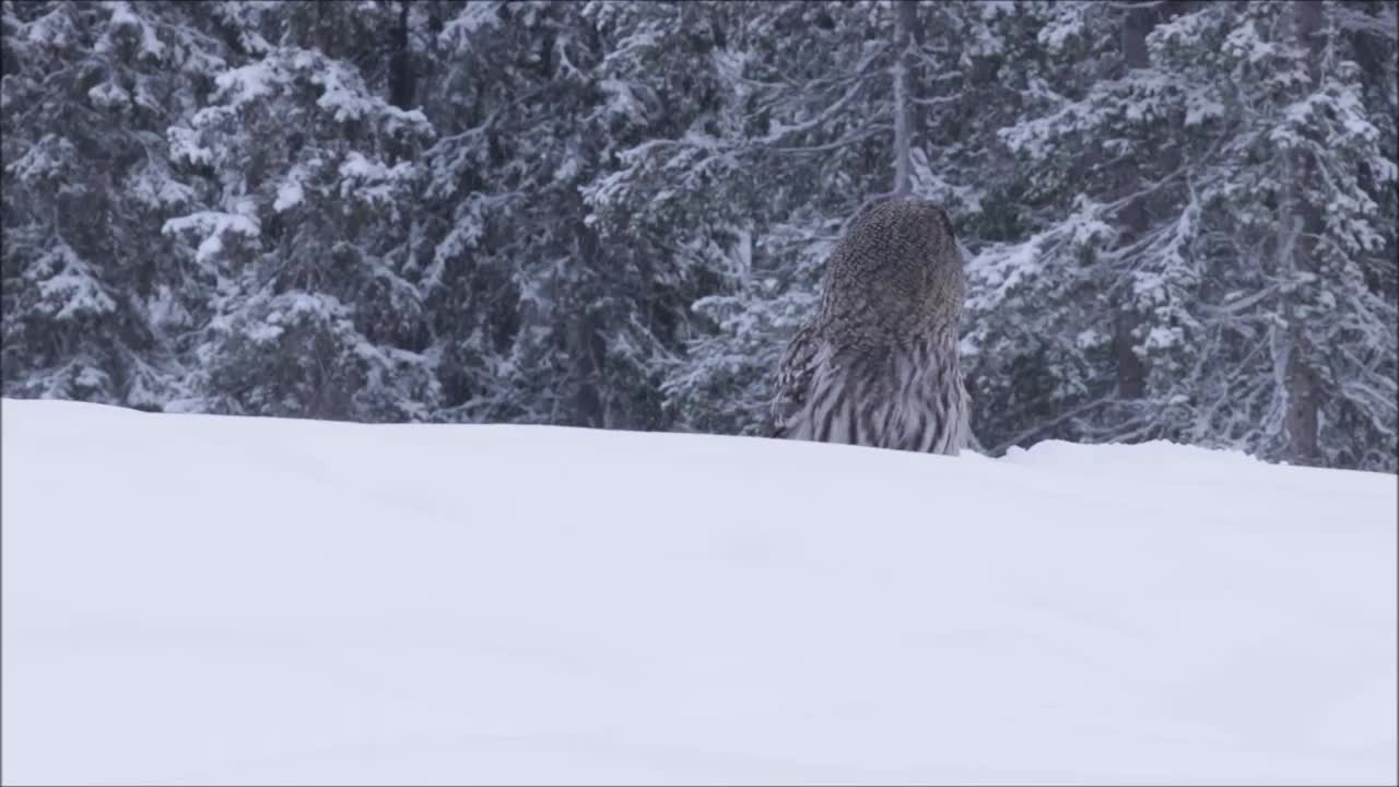 在芬兰针叶林的冬日里，猛禽大灰猫头鹰站在厚厚的积雪上视频素材