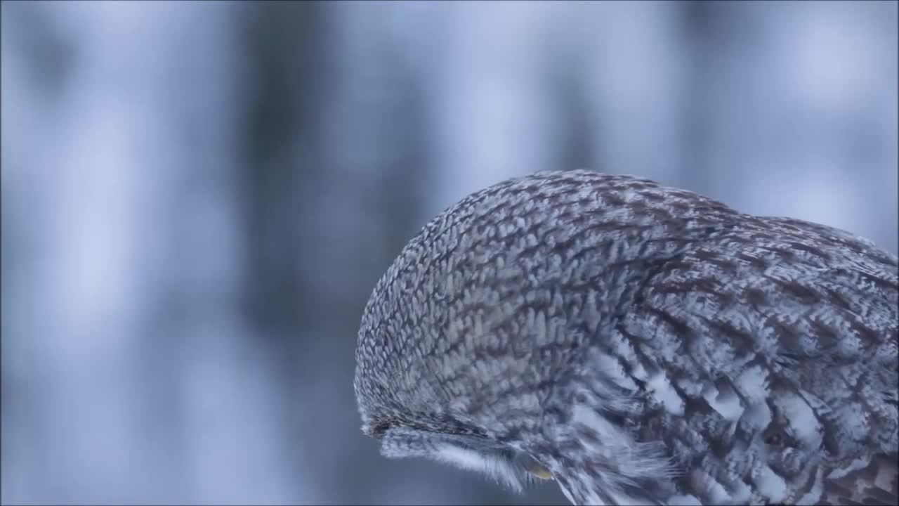 在Kuusamo附近的芬兰针叶林里，一只大灰猫头鹰(Strix nebulosa)四处张望，并清洁自己视频素材