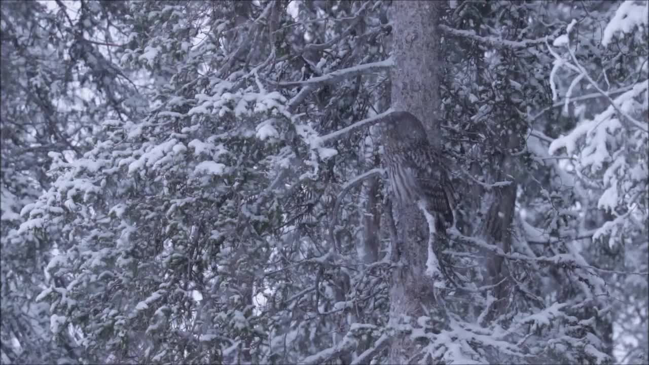 在芬兰针叶林的寒冷冬日和大雪中，大灰猫头鹰坐在一根老树枝上视频素材