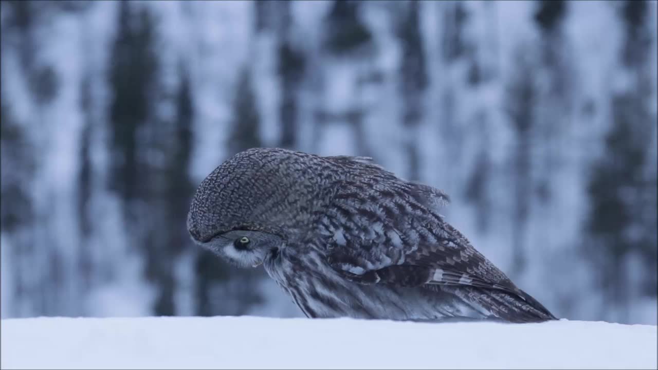 在冬季寒冷的芬兰针叶林，一只大灰猫头鹰(Strix nebulosa)在厚厚的积雪上跳来跳去视频素材