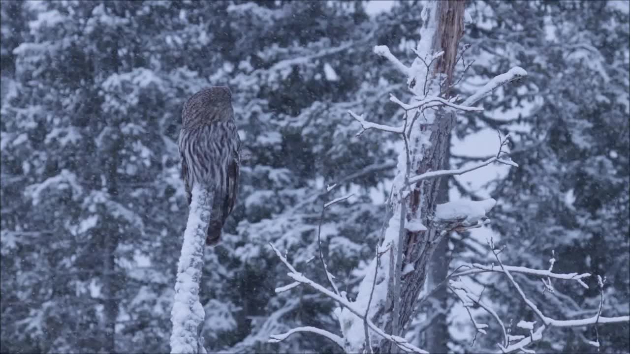 在冬季和寒冷的芬兰针叶林的暴风雪中，一只大灰猫头鹰(星鸮)坐在一棵被雪覆盖的树上视频素材